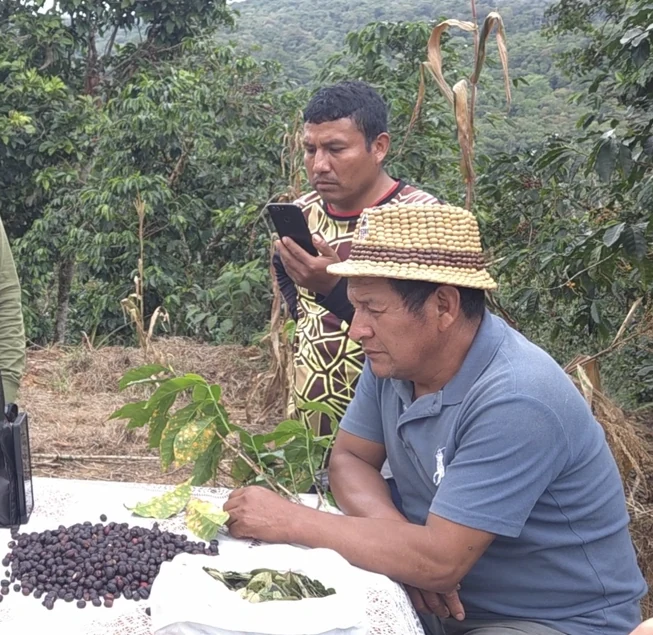 Pedro Ñahui revisando granos durante una visita de campo